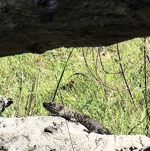 Egernia cunninghami at Yarralumla, ACT - 16 Oct 2024