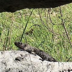 Egernia cunninghami at Yarralumla, ACT - 16 Oct 2024