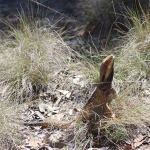 Pogona barbata at Forde, ACT - suppressed