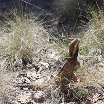 Pogona barbata (Eastern Bearded Dragon) at Forde, ACT - 13 Oct 2024 by HappyWanderer