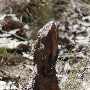 Pogona barbata at Forde, ACT - 13 Oct 2024