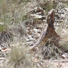 Pogona barbata at Forde, ACT - 13 Oct 2024