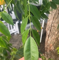 Melia azedarach (White Cedar) at Mayfield, NSW - 16 Oct 2024 by STJ