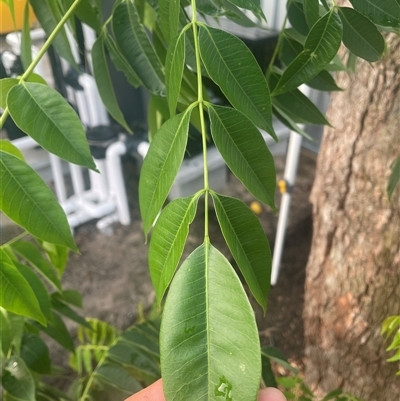 Melia azedarach (White Cedar) at Mayfield, NSW - 16 Oct 2024 by STJ