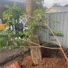 Melia azedarach at Mayfield, NSW - 16 Oct 2024 06:09 PM