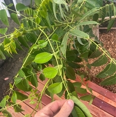 Melia azedarach at Mayfield, NSW - 16 Oct 2024 06:09 PM