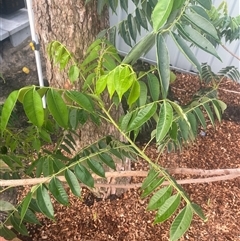 Melia azedarach at Mayfield, NSW - 16 Oct 2024 06:09 PM