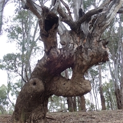 Eucalyptus camaldulensis at Carrathool, NSW - 24 Sep 2024 by MB