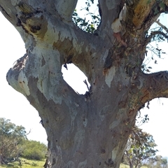 Eucalyptus blakelyi (Blakely's Red Gum) at Greenway, ACT - 8 Nov 2017 by MB