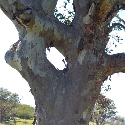 Eucalyptus blakelyi (Blakely's Red Gum) at Greenway, ACT - 8 Nov 2017 by MB