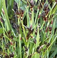 Schoenus apogon (Common Bog Sedge) at Hall, ACT - 15 Oct 2024 by JaneR