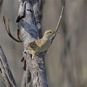 Cincloramphus cruralis at Copeton, NSW - 11 Oct 2024