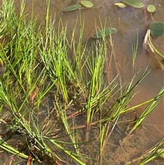 Juncus articulatus subsp. articulatus (Jointed Rush) at Hall, ACT - 16 Oct 2024 by JaneR