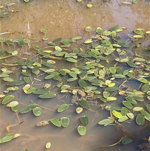 Ottelia ovalifolia subsp. ovalifolia at Hall, ACT - 16 Oct 2024