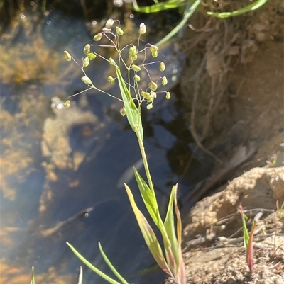 Briza minor (Shivery Grass) at Hall, ACT - 16 Oct 2024 by JaneR