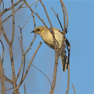 Ptilotula fusca at Copeton, NSW - 11 Oct 2024