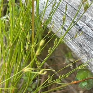 Juncus bufonius at Hall, ACT - 16 Oct 2024