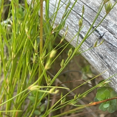 Juncus bufonius (Toad Rush) at Hall, ACT - 16 Oct 2024 by JaneR