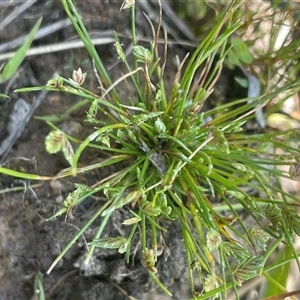 Isolepis levynsiana at Hall, ACT - 16 Oct 2024