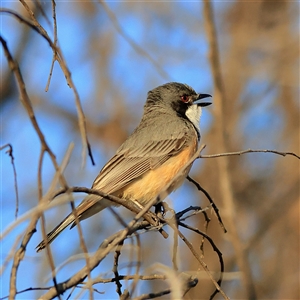 Pachycephala rufiventris at Copeton, NSW by MichaelWenke