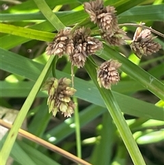 Cyperus eragrostis (Umbrella Sedge) at Hall, ACT - 16 Oct 2024 by JaneR