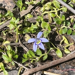 Isotoma fluviatilis subsp. australis (Swamp Isotome) at Hall, ACT - 16 Oct 2024 by JaneR