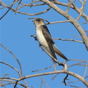 Petrochelidon nigricans at Copeton, NSW - 11 Oct 2024