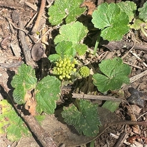 Hydrocotyle laxiflora at Hall, ACT - 16 Oct 2024 01:50 PM