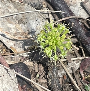 Hydrocotyle laxiflora at Hall, ACT - 16 Oct 2024 01:50 PM