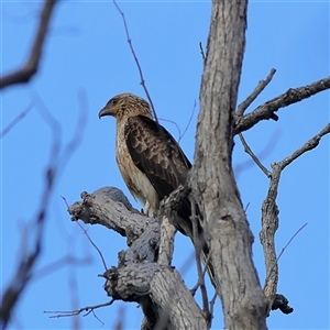 Haliastur sphenurus (Whistling Kite) at Copeton, NSW by MichaelWenke