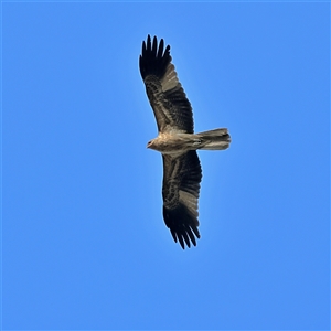 Haliastur sphenurus at Copeton, NSW - 11 Oct 2024