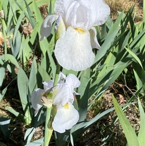 Iris germanica at Campbell, ACT - 16 Oct 2024 10:32 AM