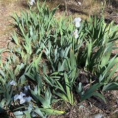 Iris germanica at Campbell, ACT - 16 Oct 2024