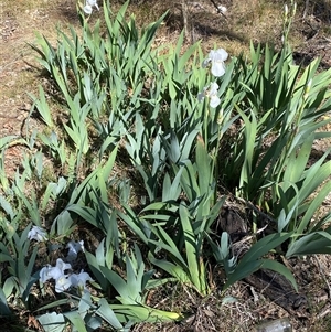 Iris germanica at Campbell, ACT - 16 Oct 2024 10:32 AM