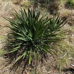 Yucca (genus) at Campbell, ACT - 16 Oct 2024 by SteveBorkowskis