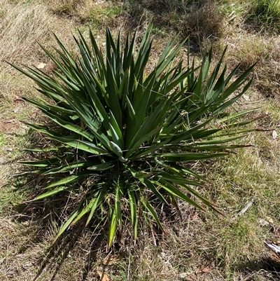 Yucca (genus) at Campbell, ACT - 16 Oct 2024 by SteveBorkowskis