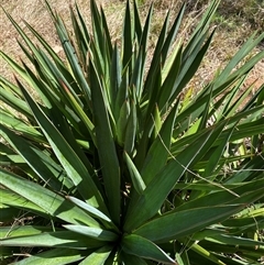 Yucca sp. at Campbell, ACT - 16 Oct 2024