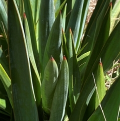 Yucca sp. at Campbell, ACT - 16 Oct 2024