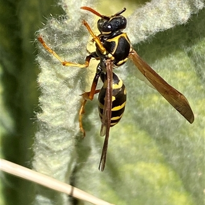 Polistes (Polistes) chinensis (Asian paper wasp) at Campbell, ACT - 16 Oct 2024 by SteveBorkowskis