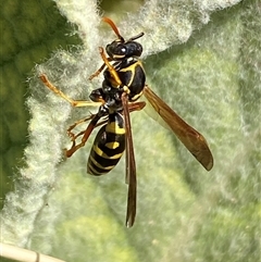 Polistes (Polistes) chinensis at Campbell, ACT - 16 Oct 2024