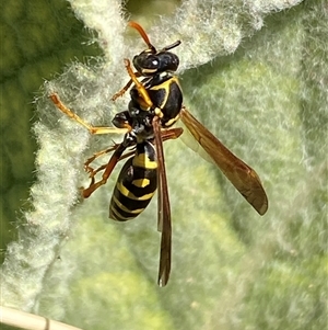 Polistes (Polistes) chinensis at Campbell, ACT - 16 Oct 2024