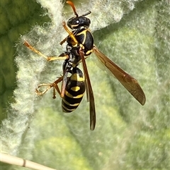 Polistes (Polistes) chinensis at Campbell, ACT - 16 Oct 2024