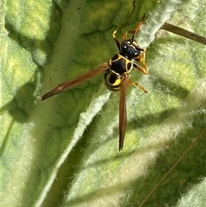 Polistes (Polistes) chinensis at Campbell, ACT - 16 Oct 2024