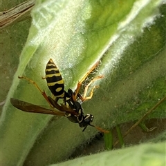 Polistes (Polistes) chinensis at Campbell, ACT - 16 Oct 2024