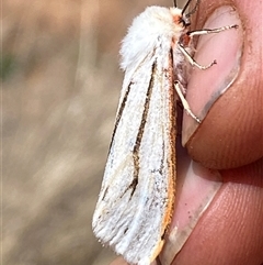 Paramsacta marginata (Donovan's Tiger Moth) at Campbell, ACT - 16 Oct 2024 by SteveBorkowskis
