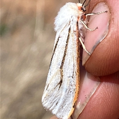 Paramsacta marginata (Donovan's Tiger Moth) at Campbell, ACT - 16 Oct 2024 by SteveBorkowskis