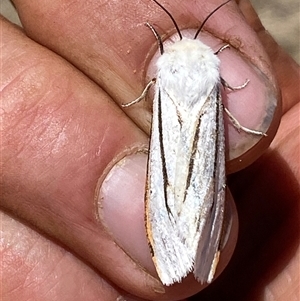 Aloa marginata at Campbell, ACT - 16 Oct 2024 01:57 PM