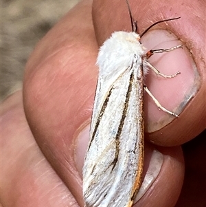 Aloa marginata at Campbell, ACT - 16 Oct 2024 01:57 PM