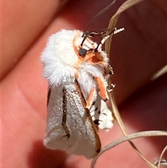 Aloa marginata at Campbell, ACT - 16 Oct 2024 01:57 PM