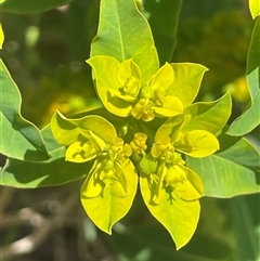 Euphorbia oblongata (Egg-leaf Spurge) at Hall, ACT - 16 Oct 2024 by JaneR